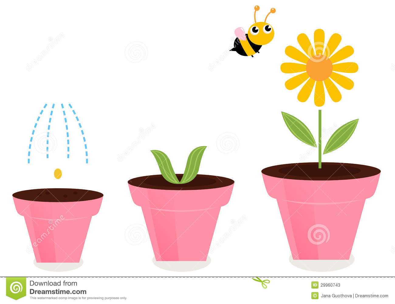 Growing Stages Flower
