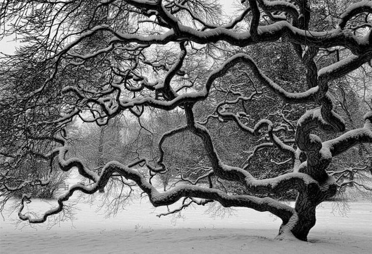 Japanese Maple Tree Black and White Art Photography
