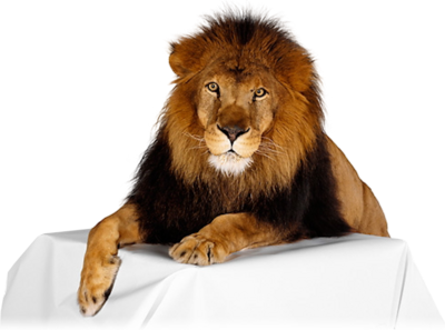 Lion PSD Lion PSD
