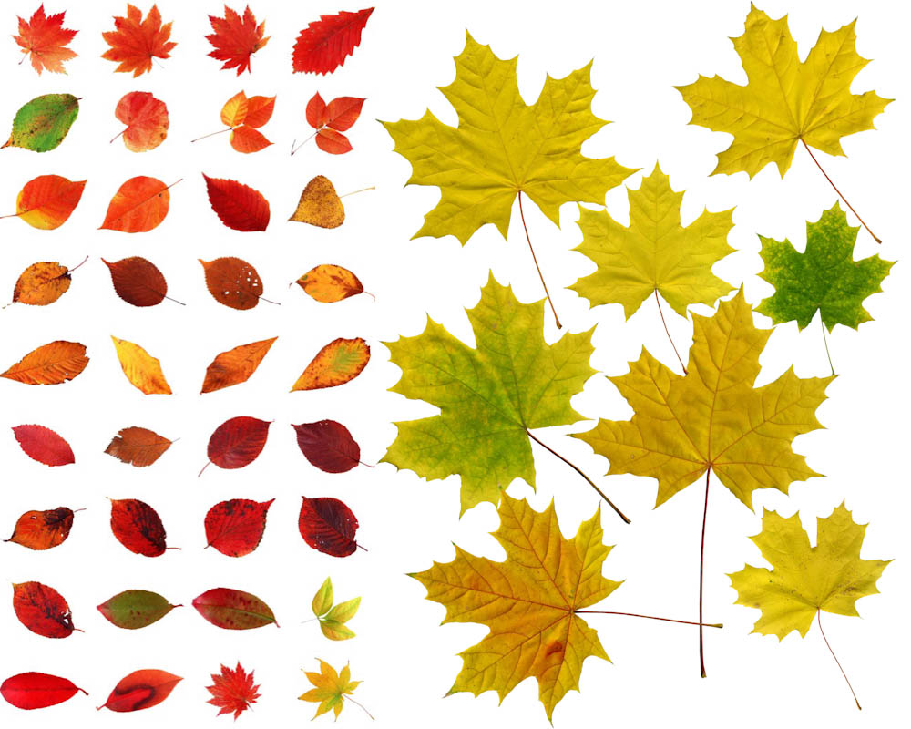 Names of Fall Leaves Templates