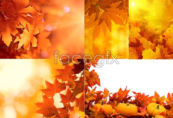 15 PSD Autumn Leaves Images