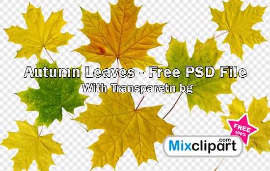 PSD Free Download