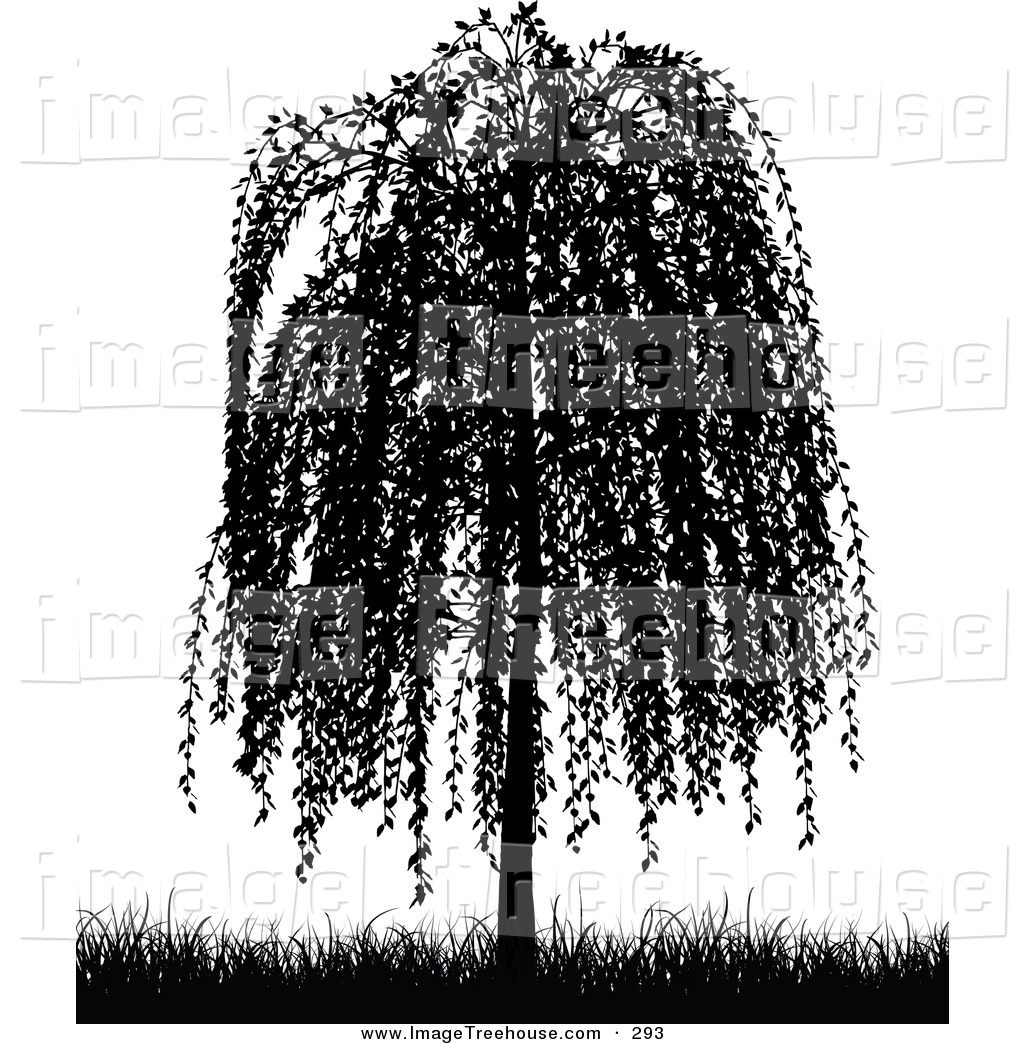Weeping Willow Tree Black and White Weeping Willow Tree Black and White
