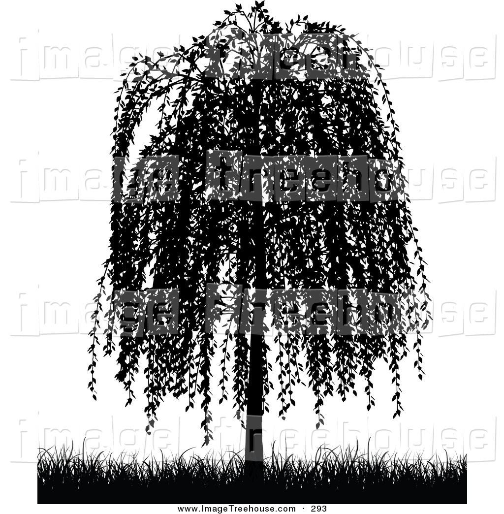 Weeping Willow Tree Black and White