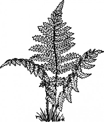 Clip Art Black and White Fern Plant