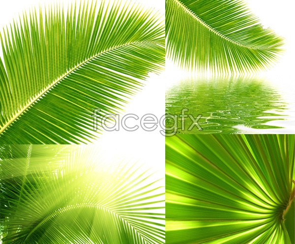 Coconut Tree Leaves