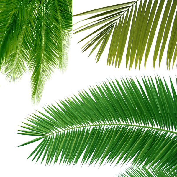 Coconut Tree Leaves