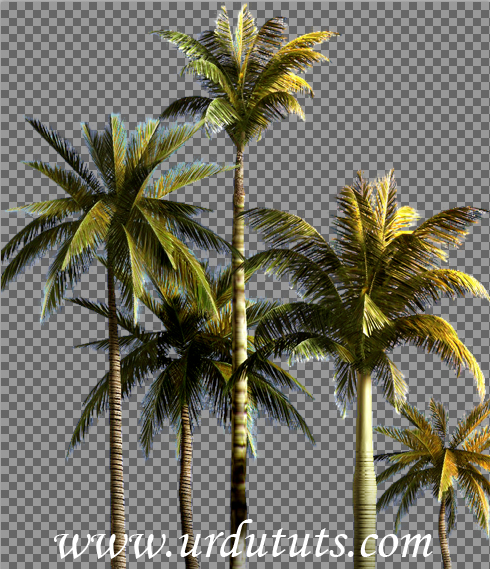 13 Coconut Tree PSD Images