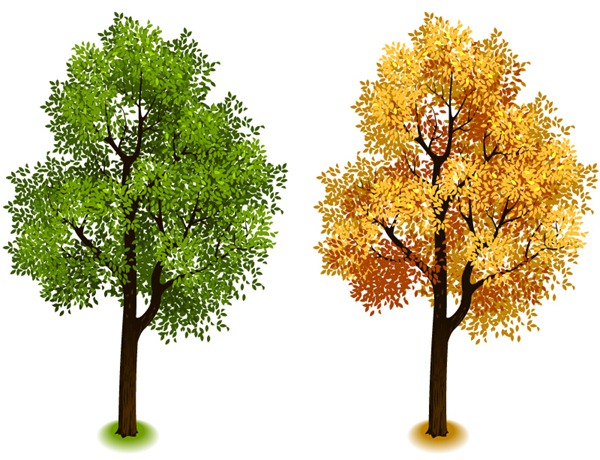 Fall Trees Vector Photoshop