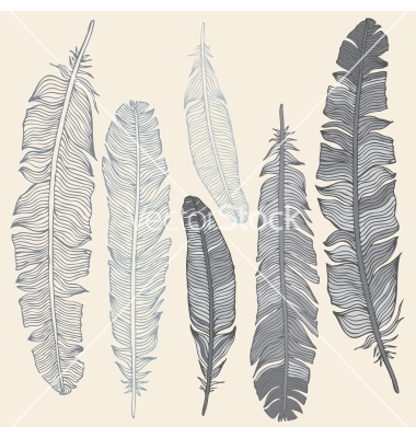 Feather Vector