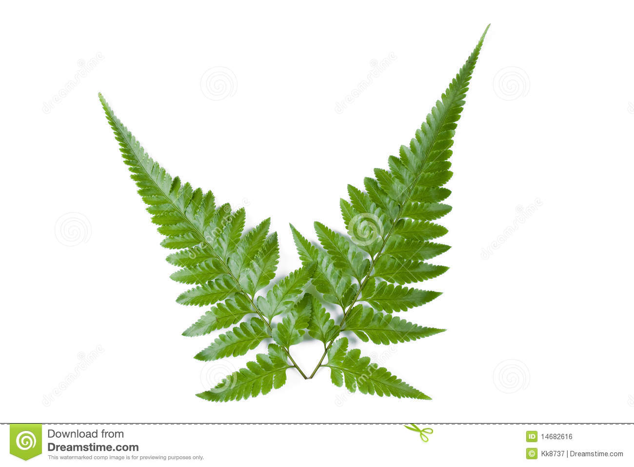 Fern Leaves