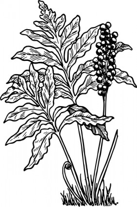 Fern Plant Coloring Page