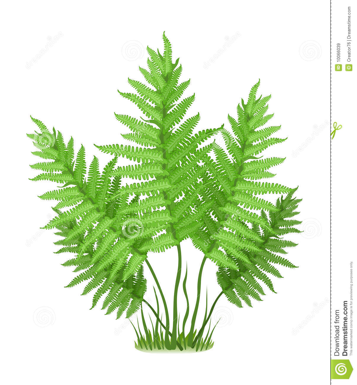 Fern Plants Clip Art