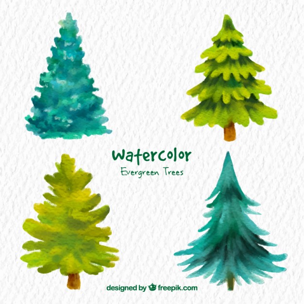 Free Vector Evergreen Tree