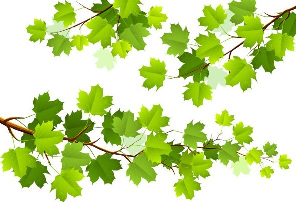 Green Leaf Vector