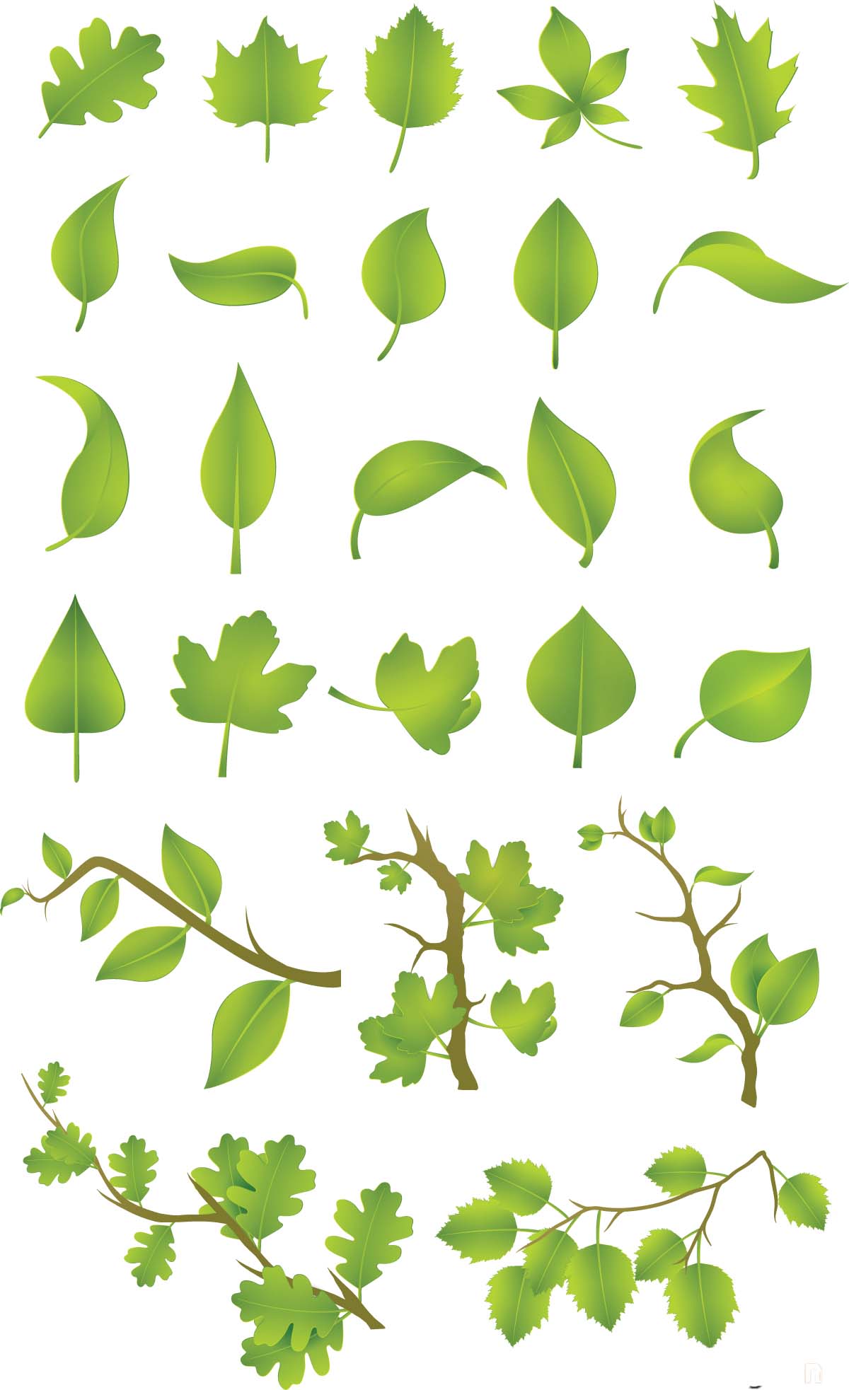 Green Leaf Vector