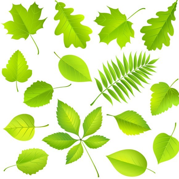 Green Leaf Vector