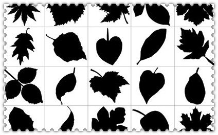 Leaf Silhouette Vector