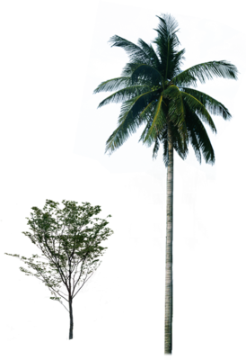 Palm Tree PSD