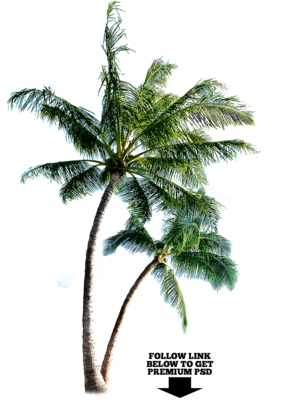 Palm Tree PSD