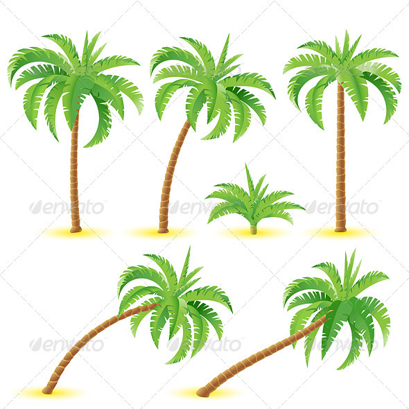 Palm Tree with Coconuts Illustration