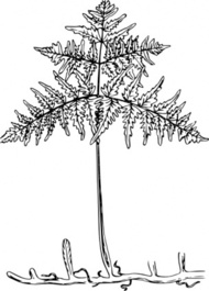 Plant Vector Clip Art