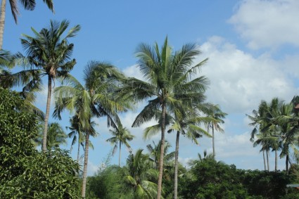 Public-Domain Coconut Tree