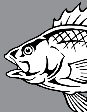 Sea Fish Vector Art