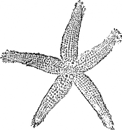 Star Fish Clip Art Free Downloads