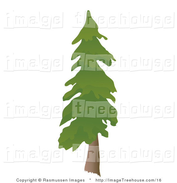 Vector Evergreen Tree Clip Art