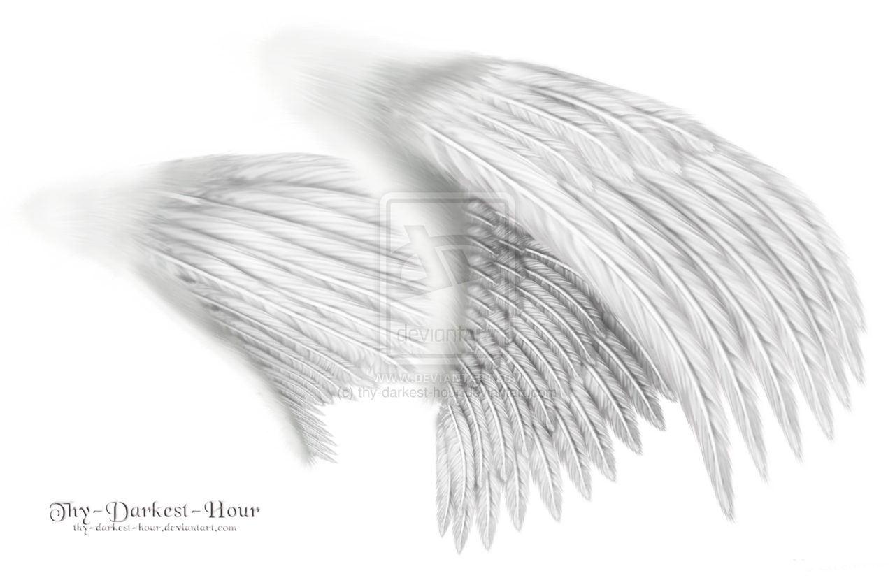 19 White Wings PSD Images