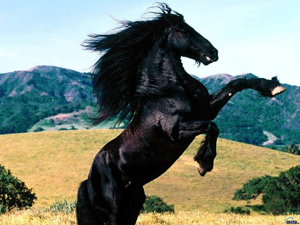 Beautiful Horses Black Horse
