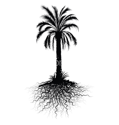Palm Tree Root System