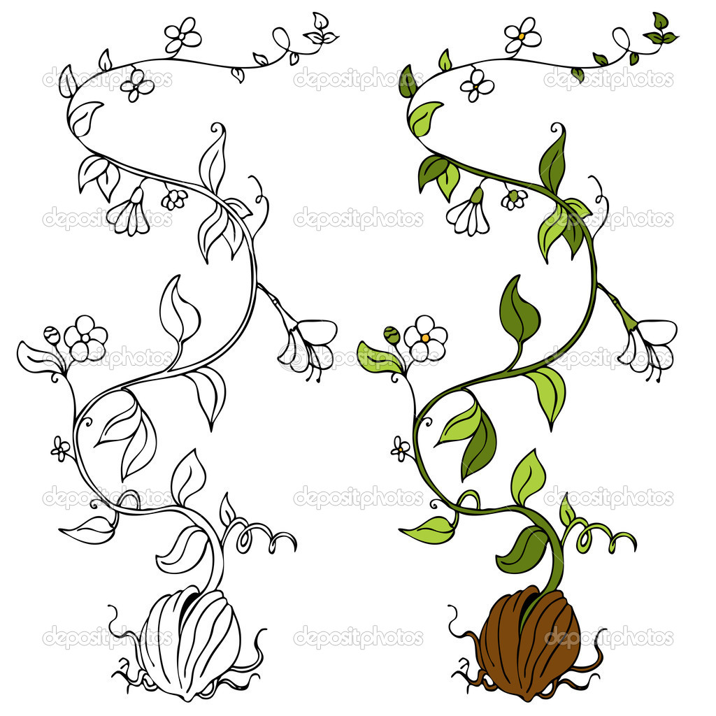 Plant Vines Drawings