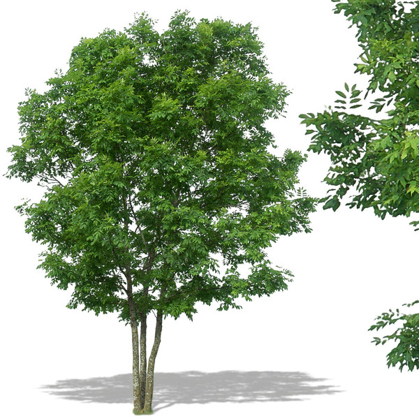 PSD Trees for Rendering