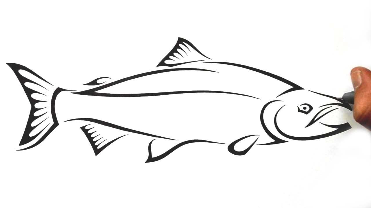 Salmon Fish Drawings