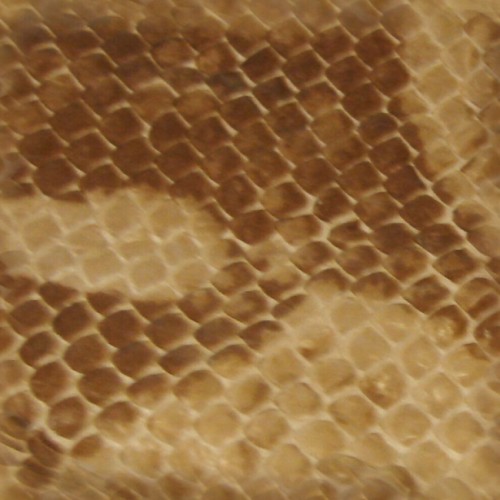 Snake Skin Texture Seamless