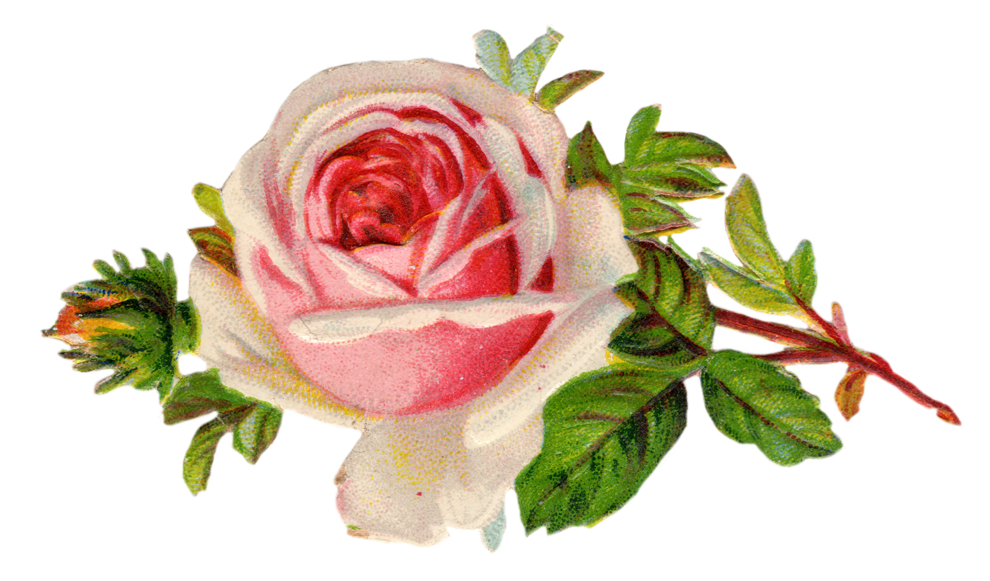 Vintage Rose Clip Art Free