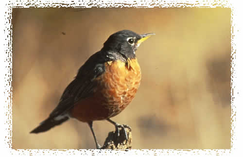 American Robin Male