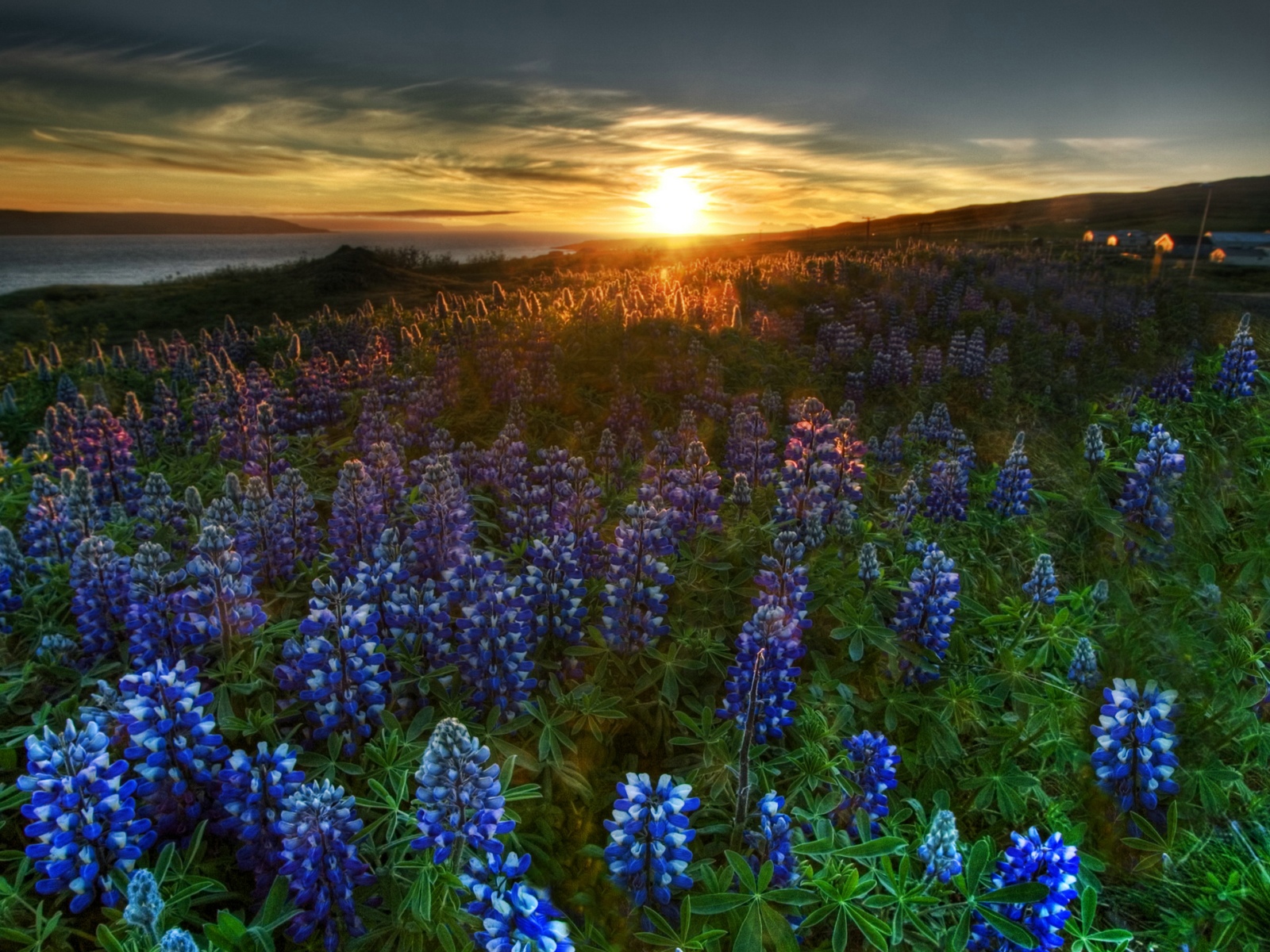 Beautiful Flower Field Landscapes