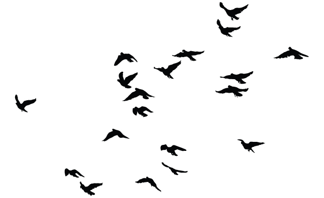 Bird Flock Vector