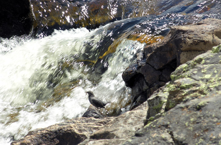 Cache La Poudre River