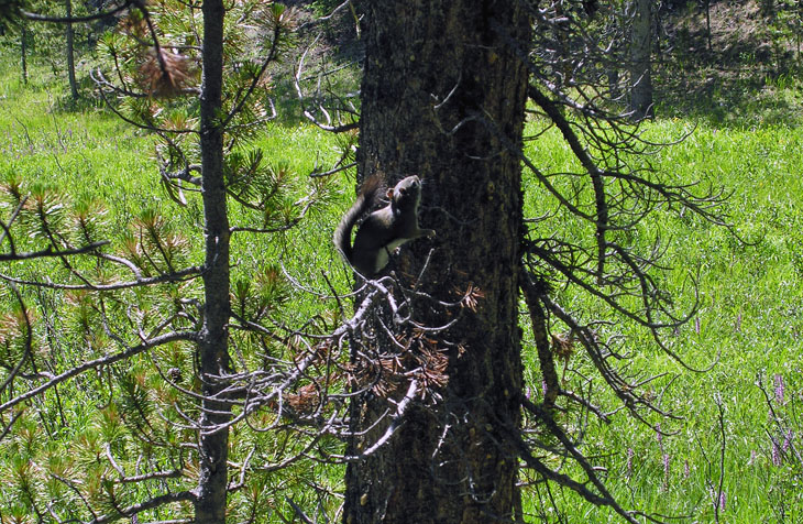 Cache La Poudre Wilderness Trails