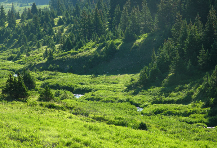 Cache La Poudre Wilderness Trails