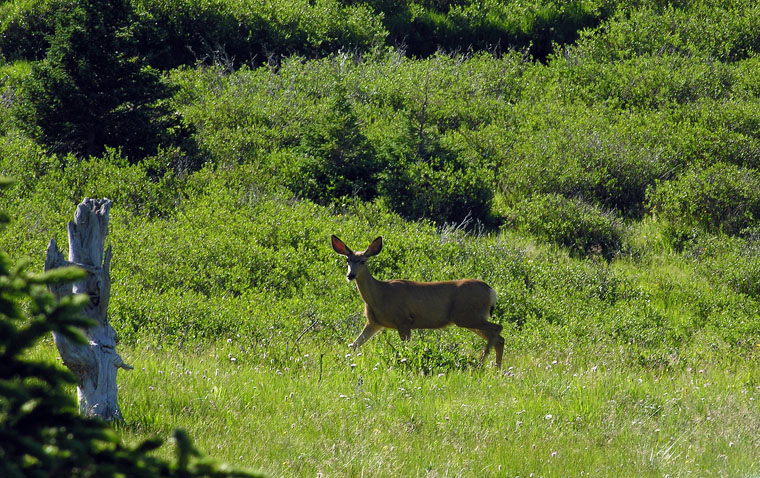 Cache La Poudre Wilderness Trails