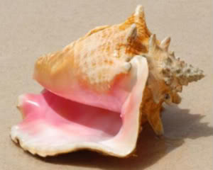 Conch Shell Tattoo