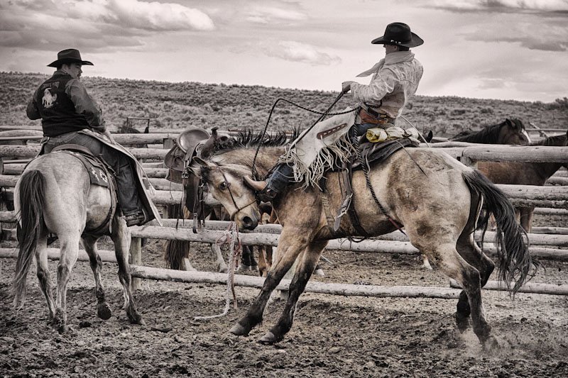 Cowboy Horse Photography