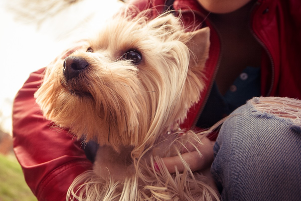 Cute Dog Names Cute Dog Names