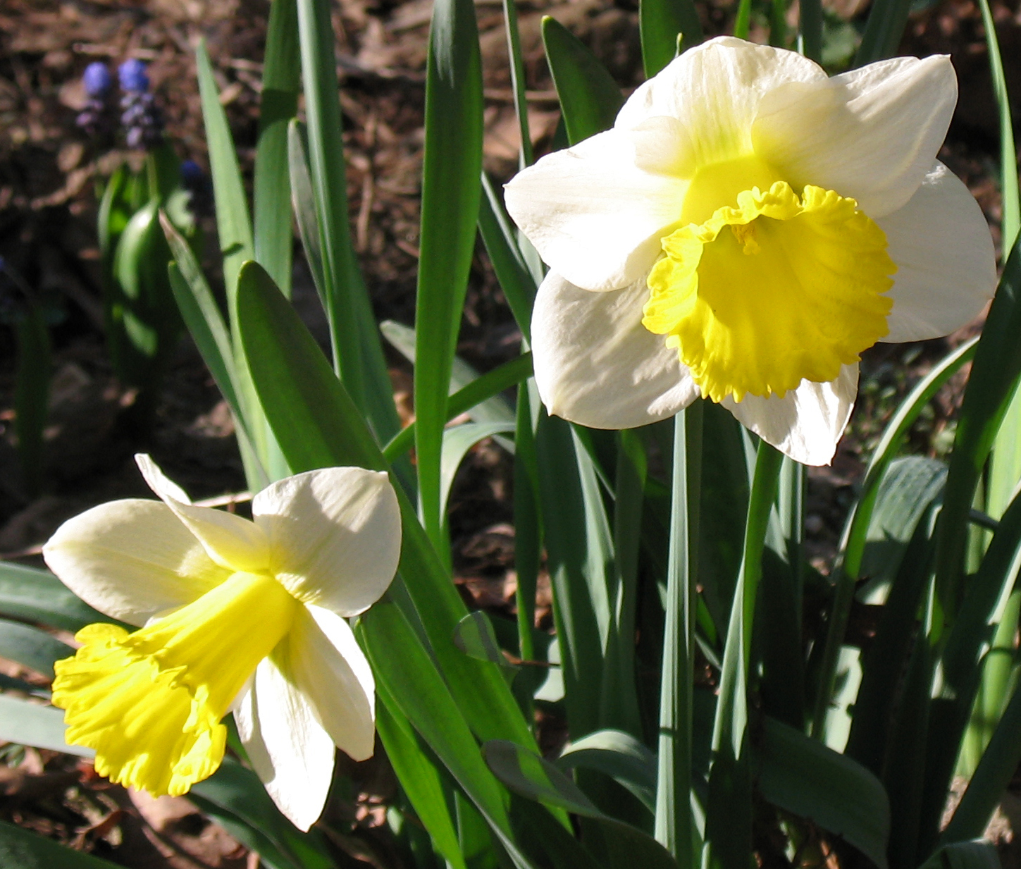 Daffodil Background