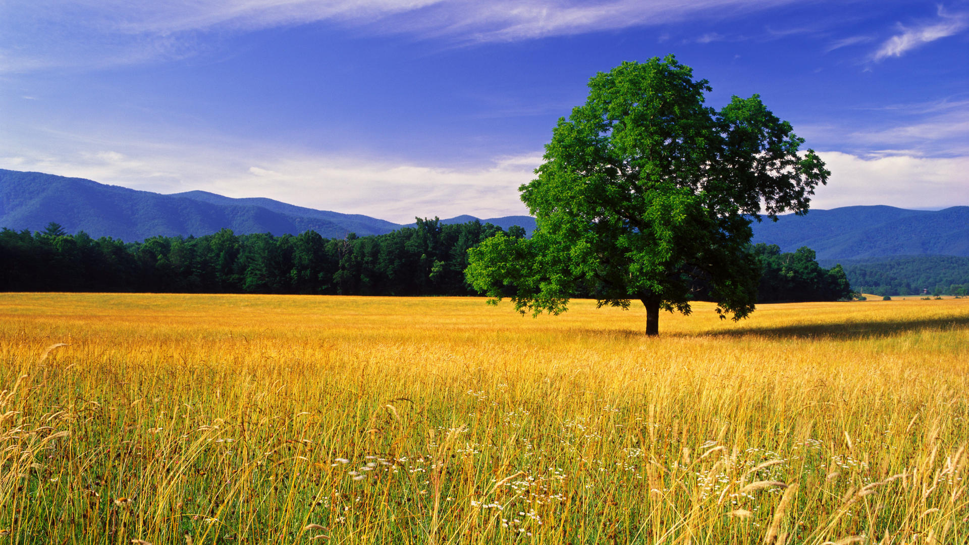 Desktop Nature Landscapes